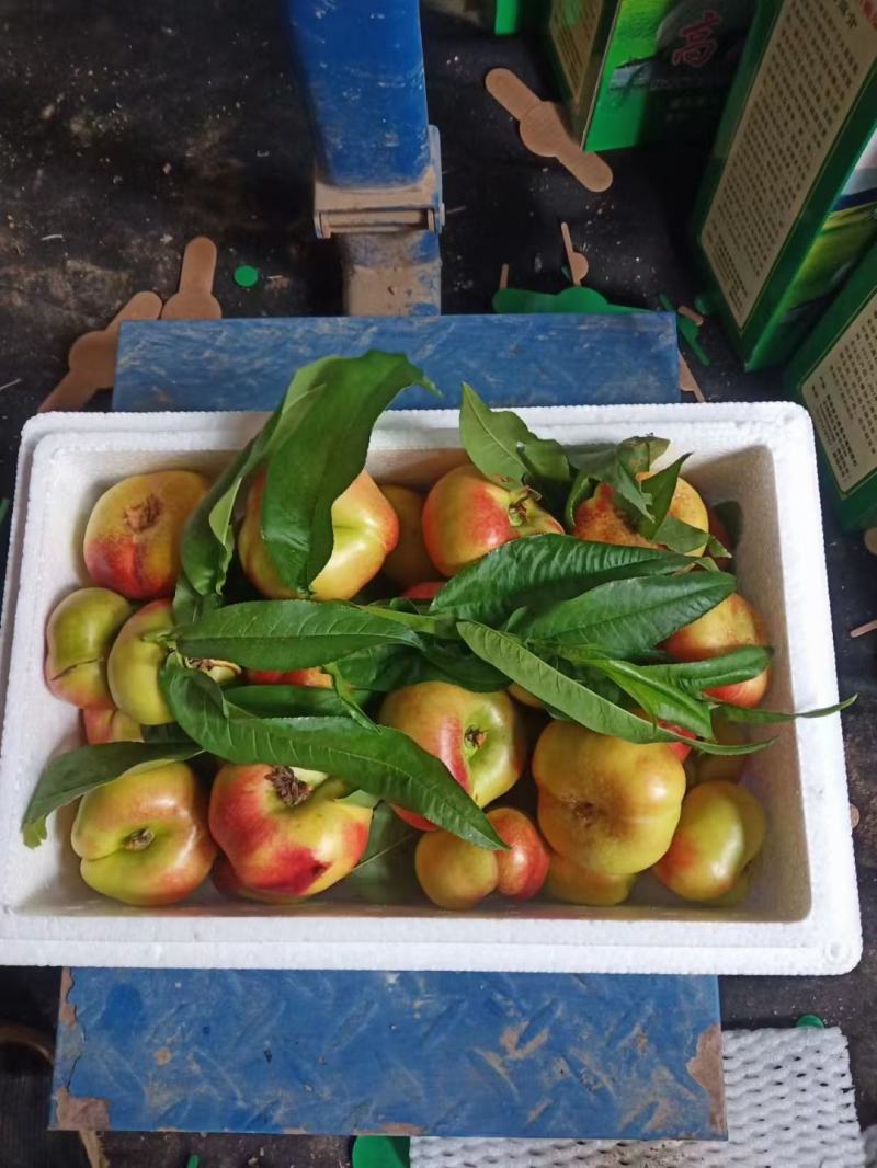 油蟠桃，精品油蟠桃大量上市，口感好，欢迎客户连系
