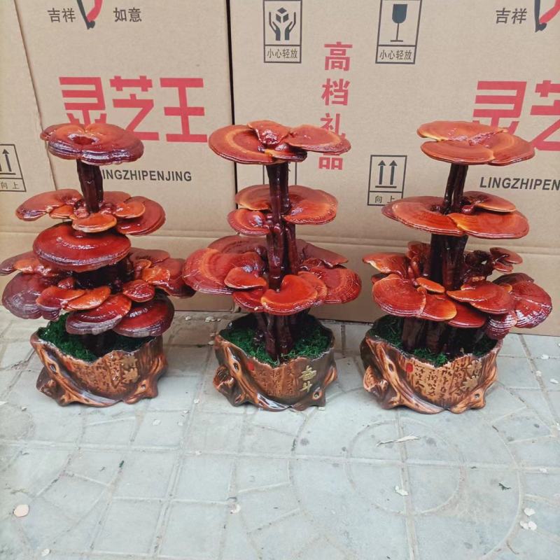 灵芝盆景，灵芝王大灵芝，一手货源，量大优惠，欢迎老板选构