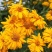 堆心菊种子四季易播易活宿根多年生耐寒耐热草花种子庭院绿化