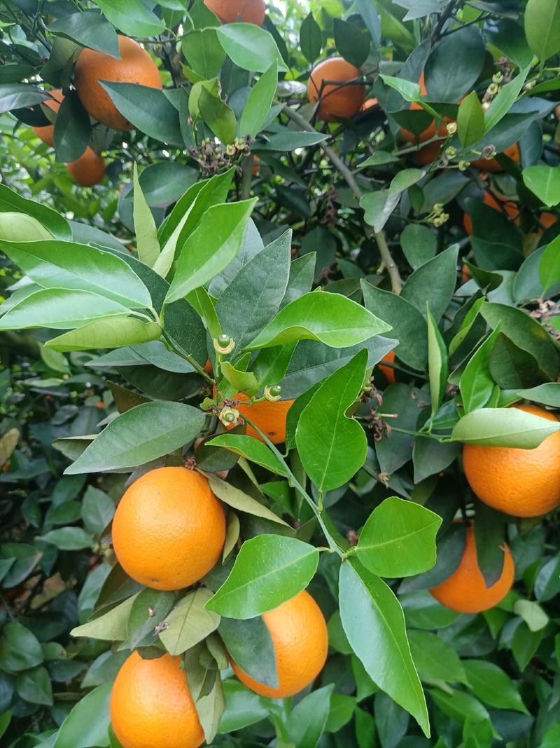 江永夏橙产地直供、批发，现己大量上市供货年产两千万斤以上
