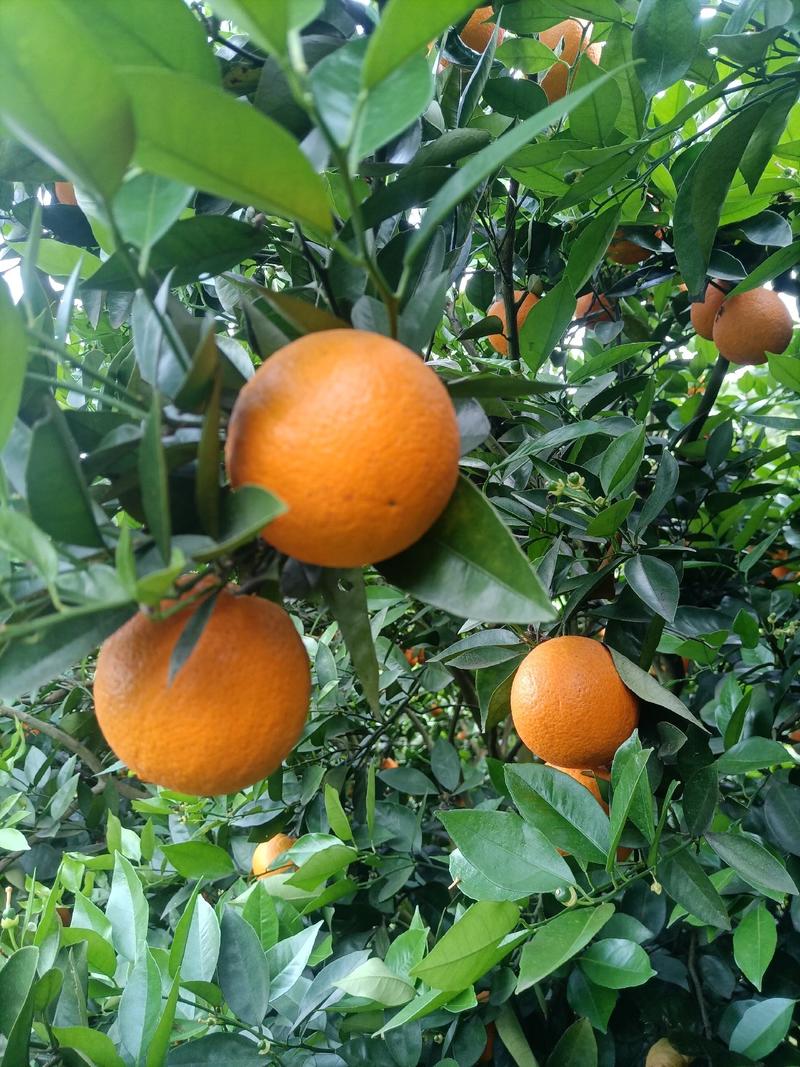 江永夏橙产地直供、批发，现己大量上市供货年产两千万斤以上