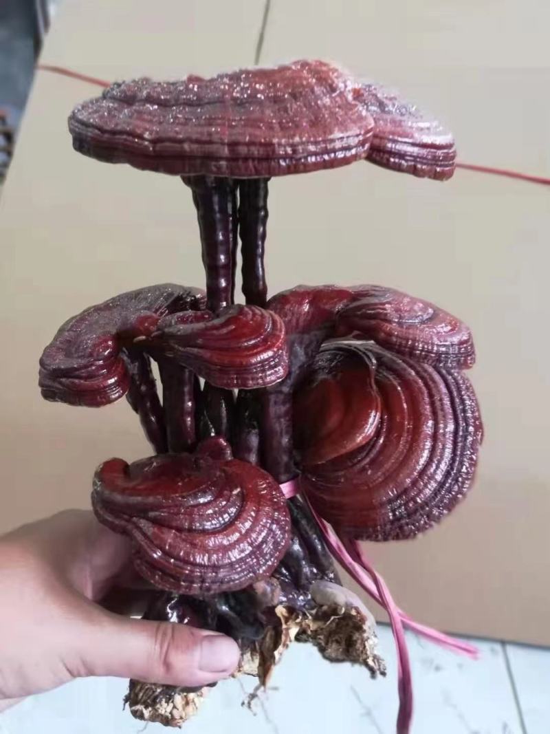 灵芝盆景，灵芝王大灵芝，一手货源，量大优惠，欢迎老板选构
