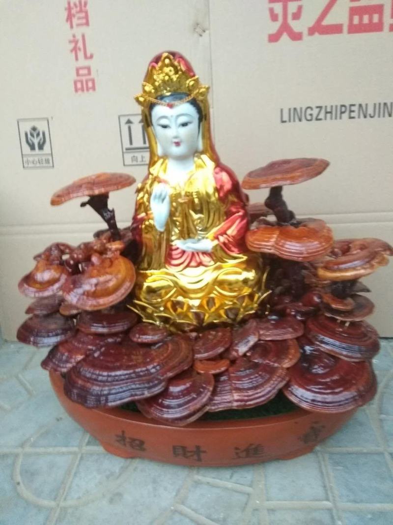 灵芝盆景，灵芝王大灵芝，一手货源，量大优惠，欢迎老板选构