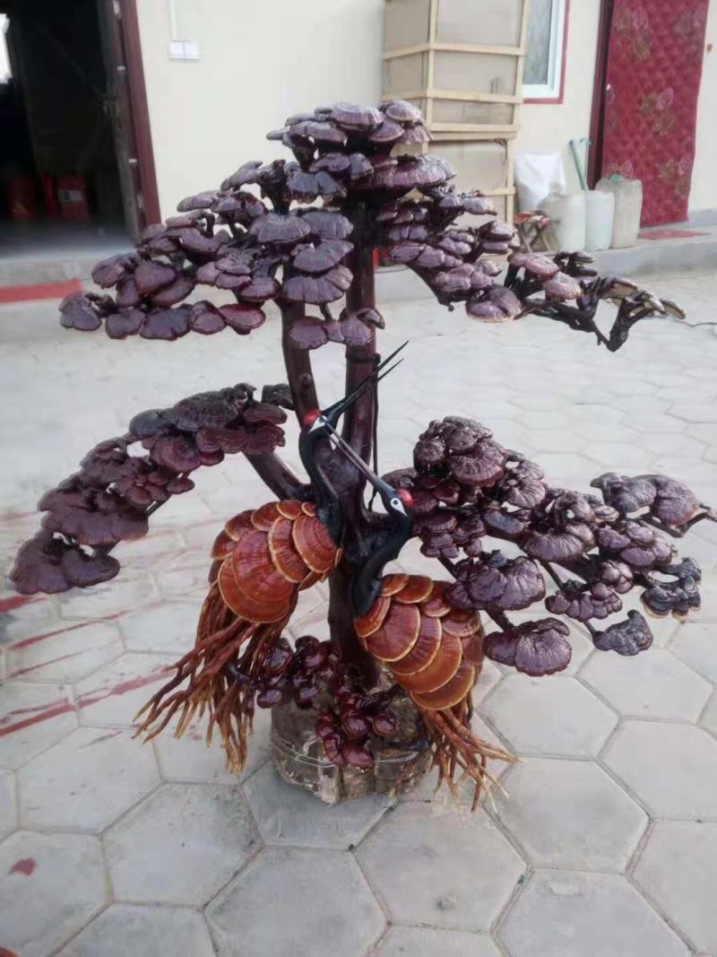 灵芝盆景，灵芝王大灵芝，一手货源，量大优惠，欢迎老板选构