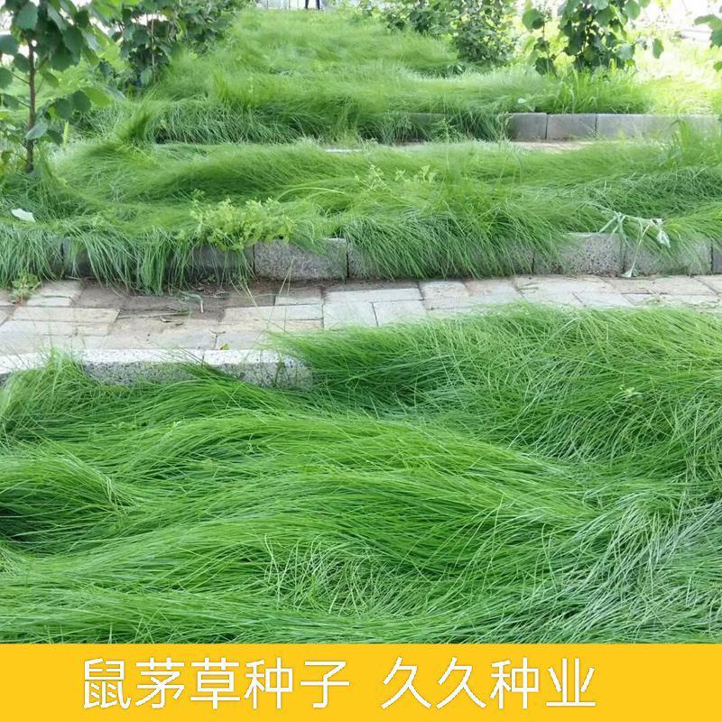 果园绿肥草种鼠茅草—鼠茅草种子草坪种子四季可播种