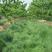 果园绿肥草种鼠茅草—鼠茅草种子草坪种子四季可播种