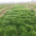 果园绿肥草种鼠茅草—鼠茅草种子草坪种子四季可播种