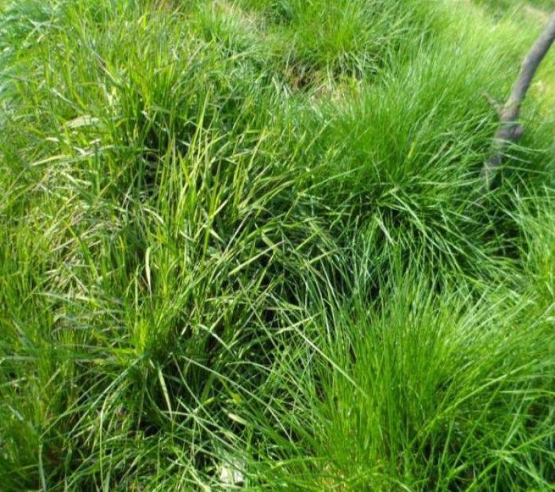 果园绿肥草种鼠茅草—鼠茅草种子草坪种子四季可播种