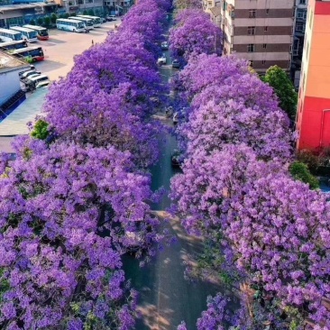 蓝花楹
