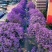 蓝花楹