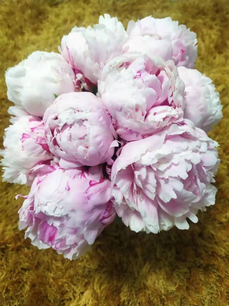 ～荷兰进口沙拉～芍药鲜切花，菏泽种植基地自家花田现要现采