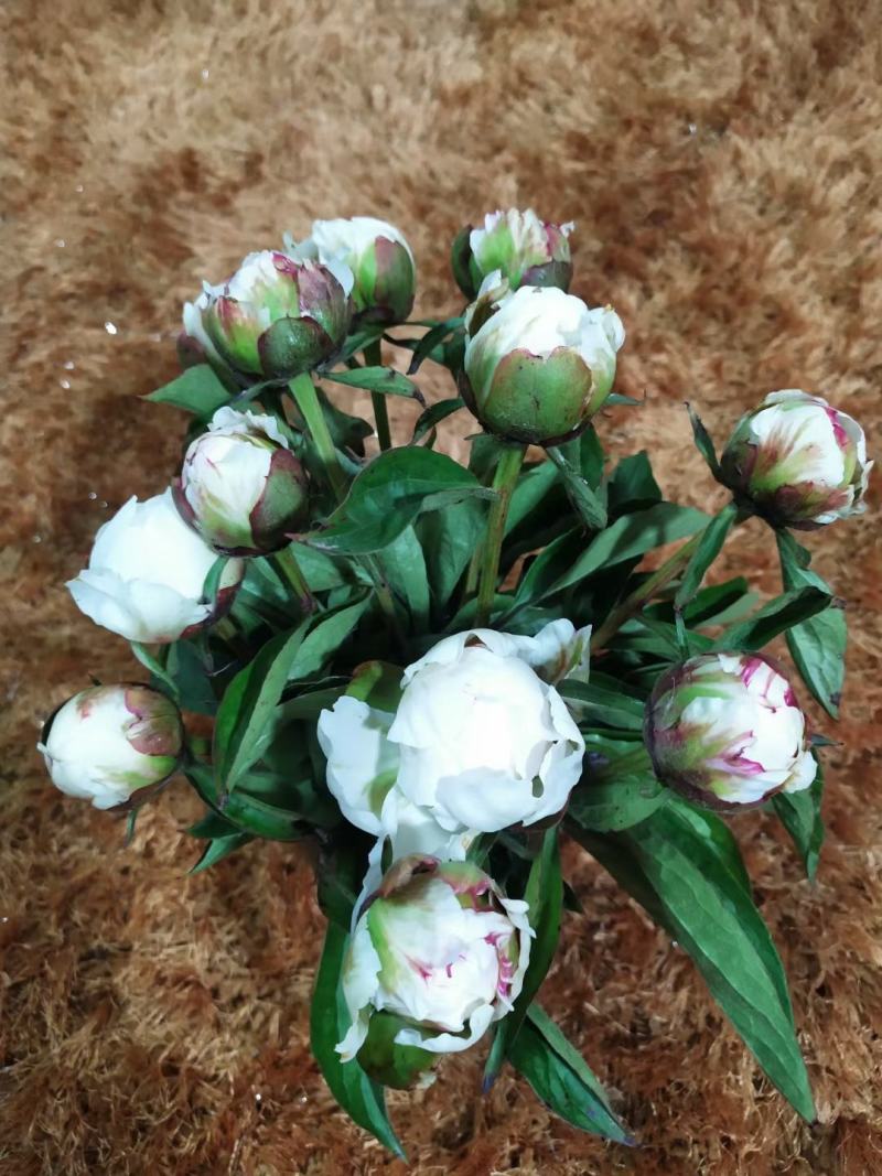 ～荷兰进口沙拉～芍药鲜切花，菏泽种植基地自家花田现要现采
