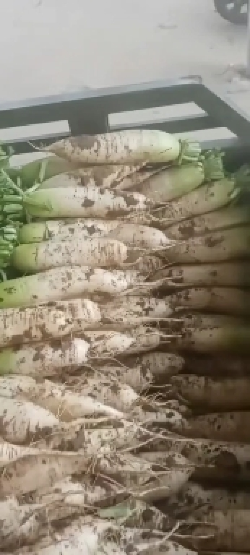 青头萝卜，质量好，一到3斤，产地直销，口感好，颜色漂亮，