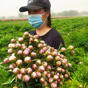 ～荷兰进口沙拉～芍药鲜切花，菏泽种植基地自家花田现要现采