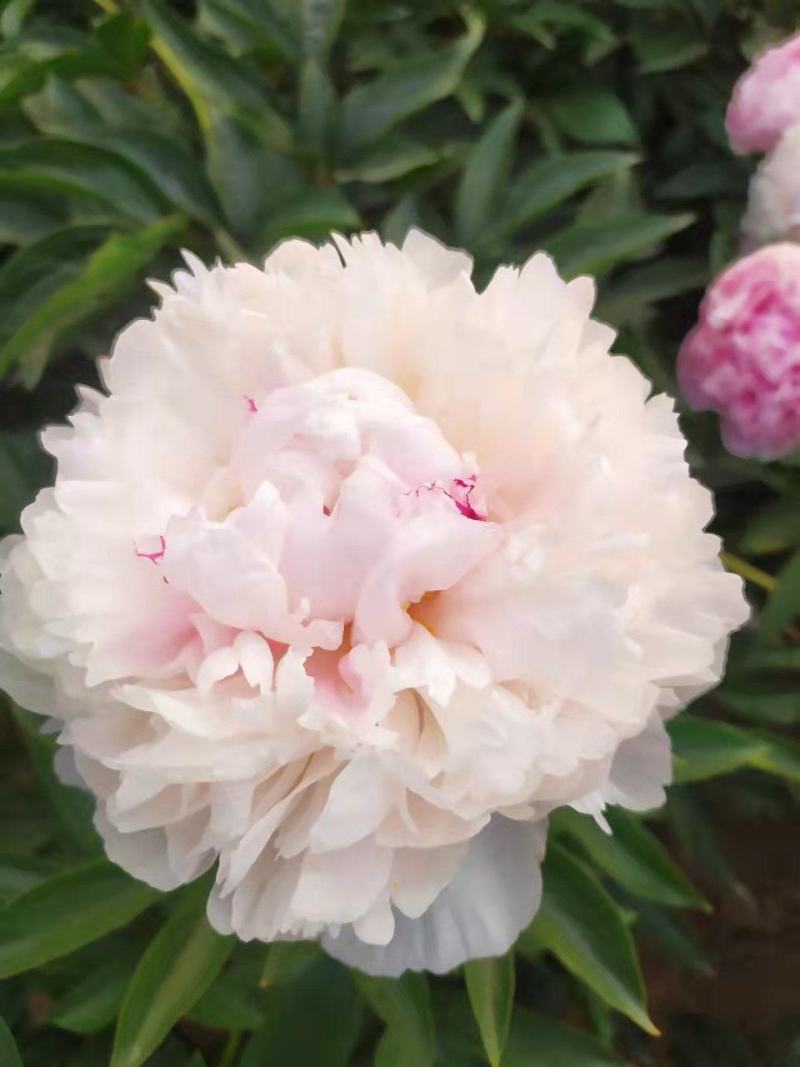 ～荷兰进口沙拉～芍药鲜切花，菏泽种植基地自家花田现要现采