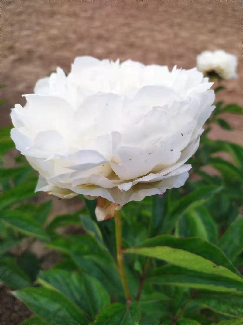 ～荷兰进口沙拉～芍药鲜切花，菏泽种植基地自家花田现要现采