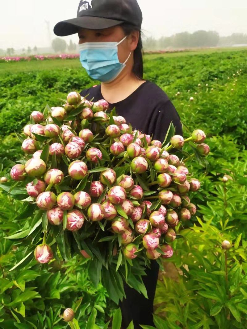 ～荷兰进口沙拉～芍药鲜切花，菏泽种植基地自家花田现要现采
