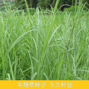 牛鞭草种子牧草种子优质牧草种子牛羊猪兔的优质