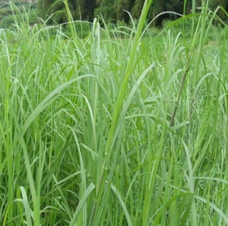 牛鞭草种子牧草种子优质牧草种子牛羊猪兔的优质
