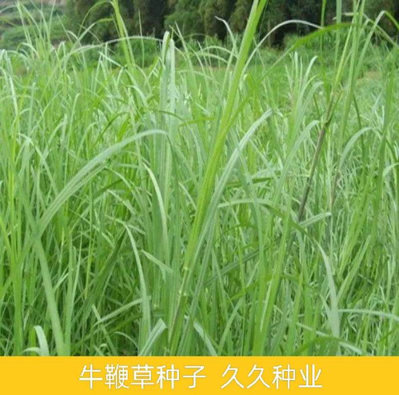 牛鞭草种子牧草种子优质牧草种子牛羊猪兔的优质