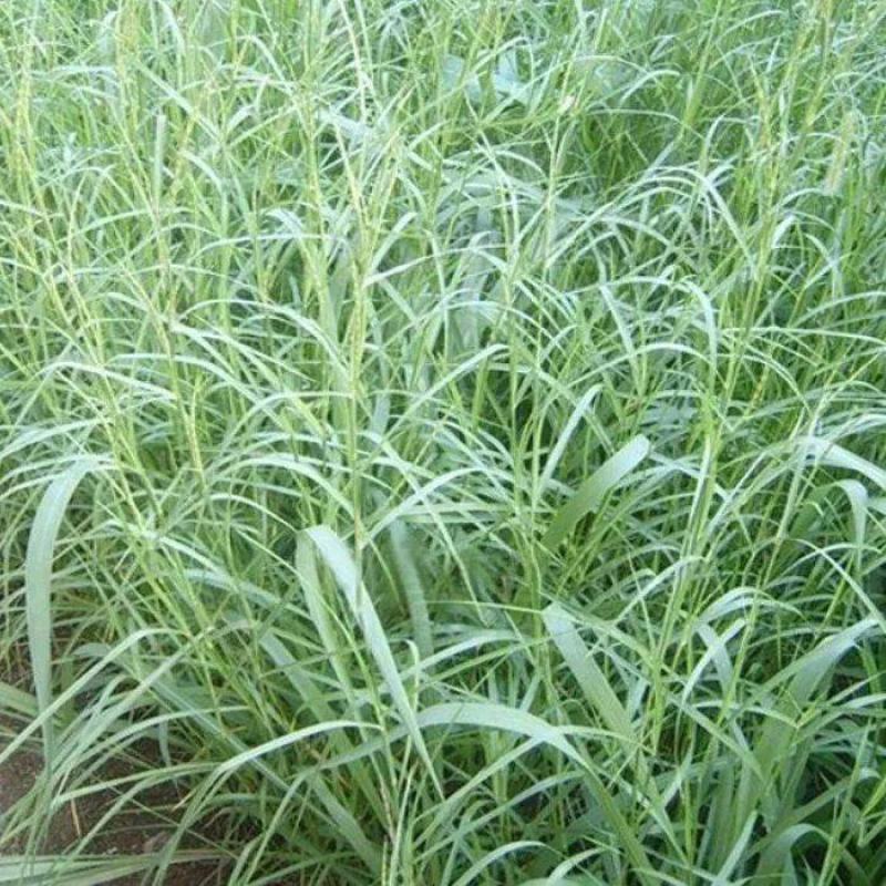 牛鞭草种子牧草种子优质牧草种子牛羊猪兔的优质