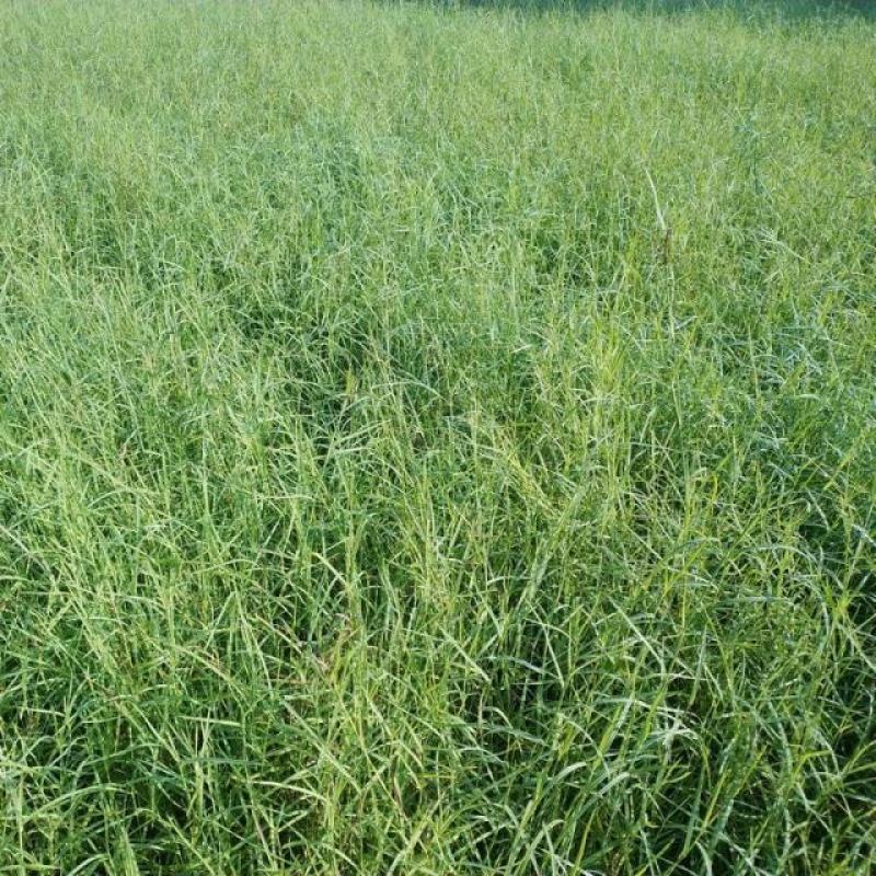 牛鞭草种子牧草种子优质牧草种子牛羊猪兔的优质