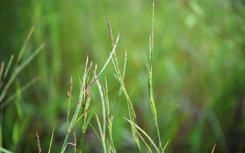 牛鞭草种子牧草种子优质牧草种子牛羊猪兔的优质