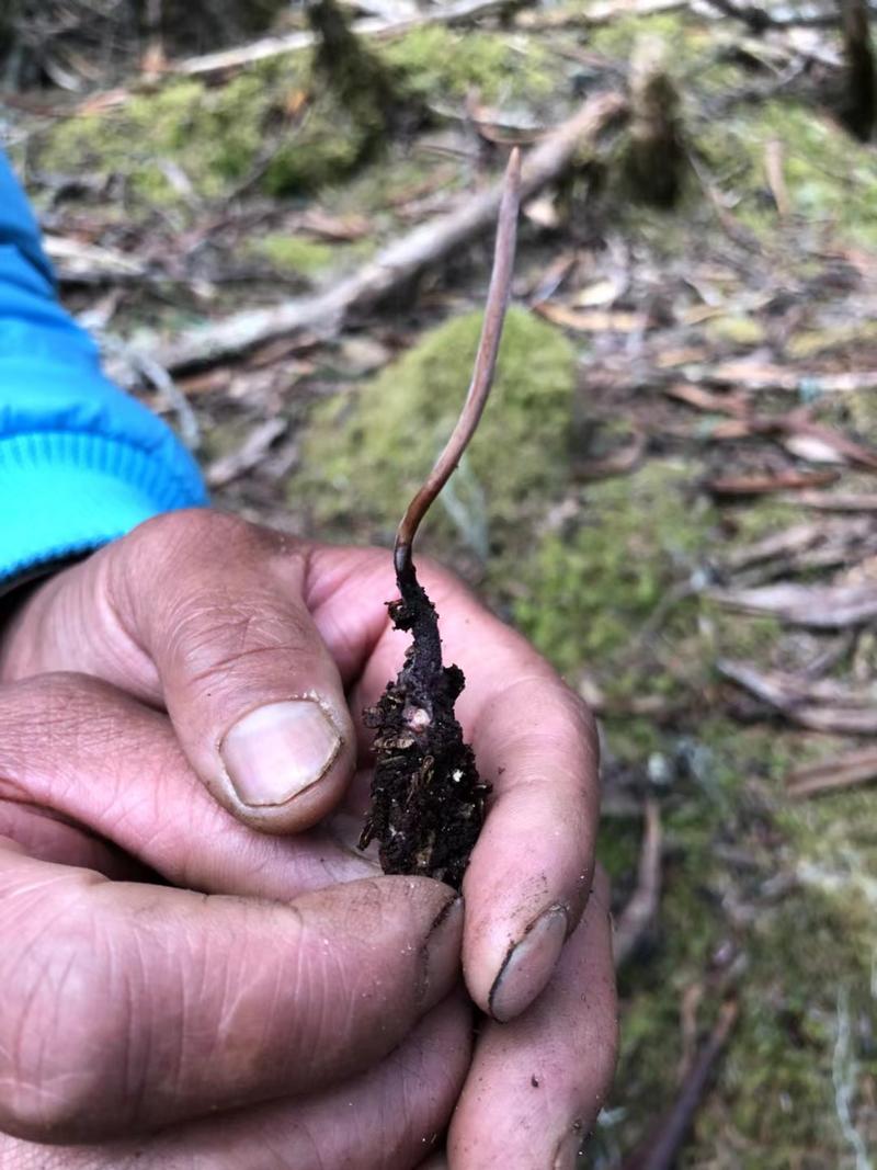 丽江老君山小虫草