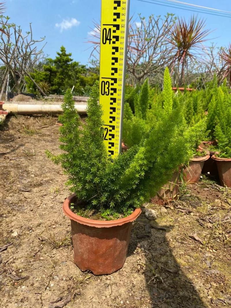 【天门冬】各种规格福建漳州基地直发欢迎合作洽谈