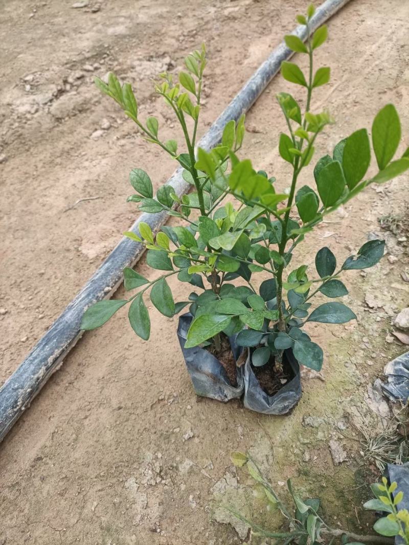 【七里香】各种规格福建漳州基地直发欢迎合作洽谈
