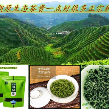 2022遂川狗牯脑茶特级250g早春炒青手工绿茶散装