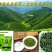 2022遂川狗牯脑茶特级250g早春炒青手工绿茶散装
