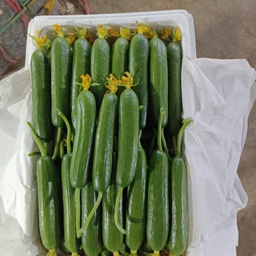 水果小黄瓜大量供应，全国发货，量大从优，可视频看货，欢迎来电