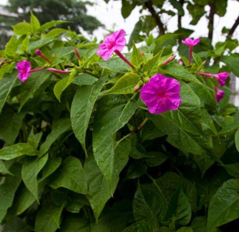 紫茉莉花种子庭院室外混色紫茉莉种籽地雷花种子易种盆栽五彩