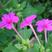 紫茉莉花种子庭院室外混色紫茉莉种籽地雷花种子易种盆栽五彩