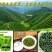 2022遂川狗牯脑茶特级250g早春炒青手工绿茶散装