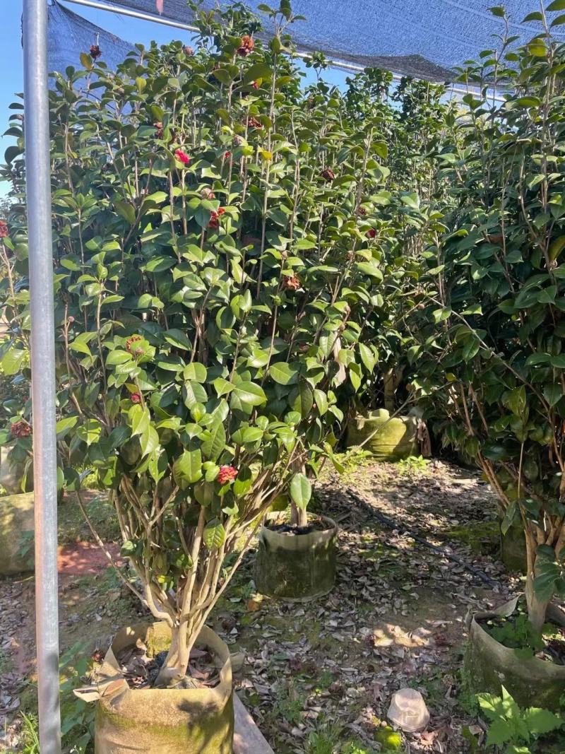【茶花】各种规格福建漳州基地直发欢迎合作洽谈