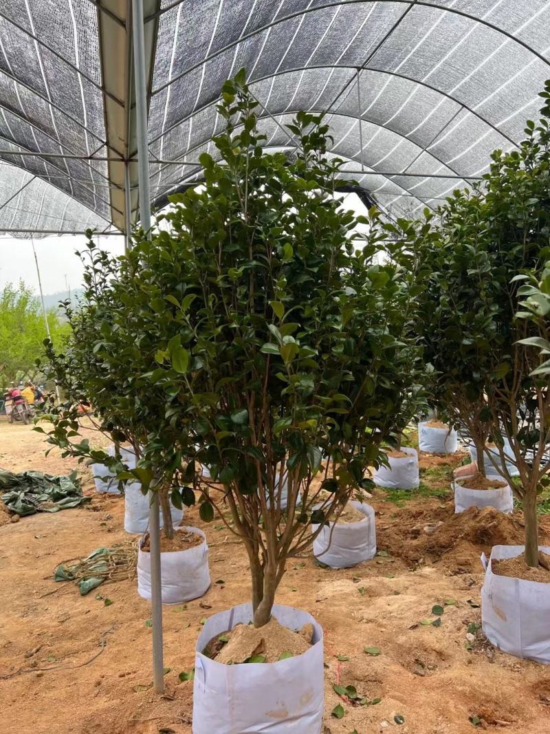 【茶花】各种规格福建漳州基地直发欢迎合作洽谈