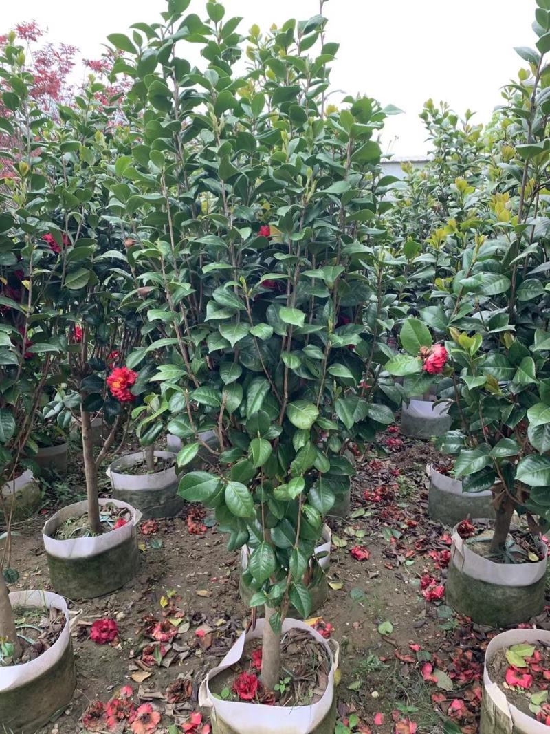 【茶花】各种规格福建漳州基地直发欢迎合作洽谈