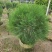 【木麻黄】各种规格福建漳州基地直发欢迎合作洽谈