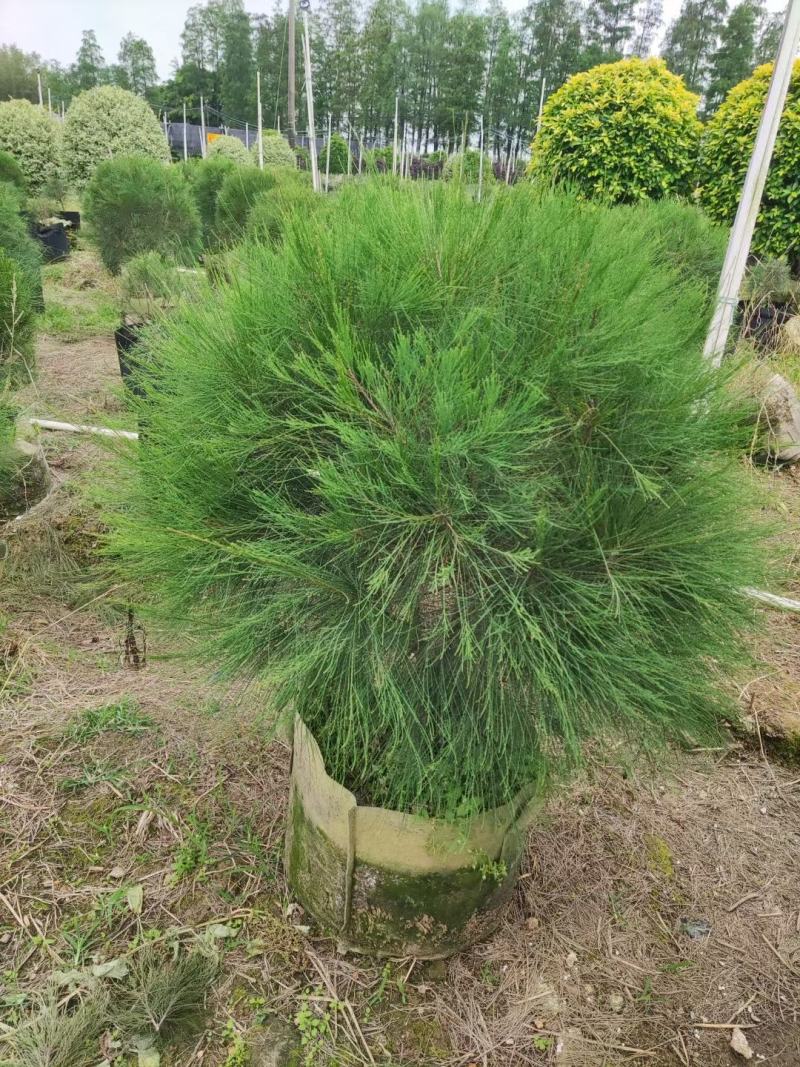 【木麻黄】各种规格福建漳州基地直发欢迎合作洽谈