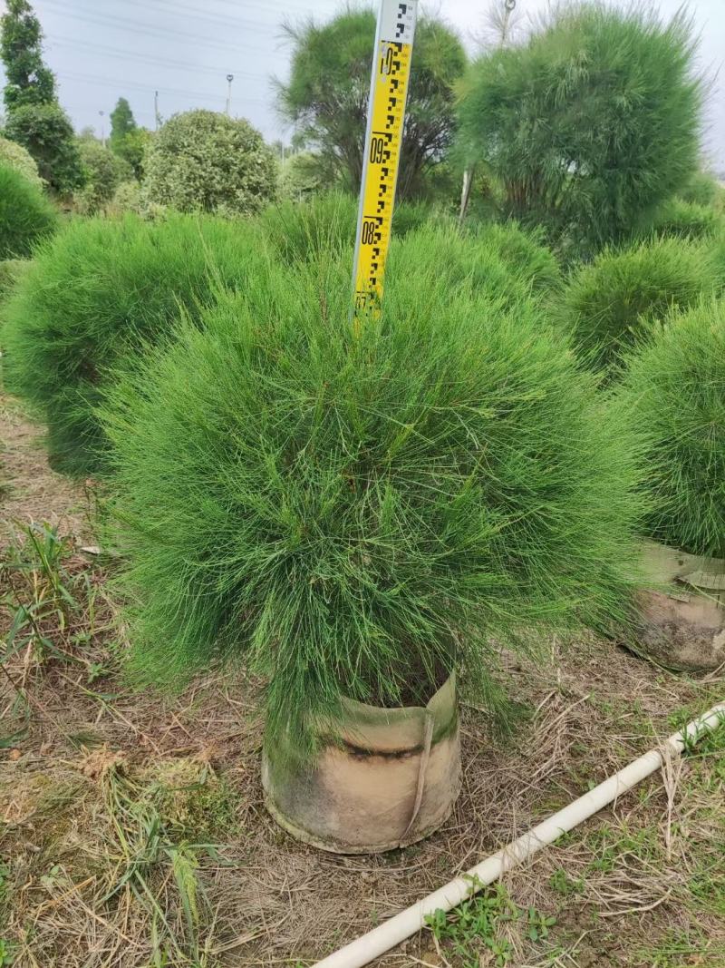 【木麻黄】各种规格福建漳州基地直发欢迎合作洽谈