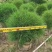 【木麻黄】各种规格福建漳州基地直发欢迎合作洽谈