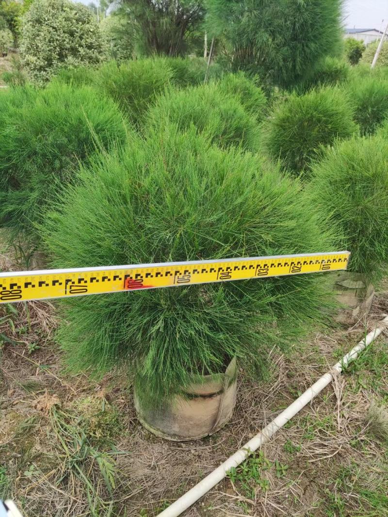 【木麻黄】各种规格福建漳州基地直发欢迎合作洽谈
