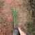 【木麻黄】各种规格福建漳州基地直发欢迎合作洽谈