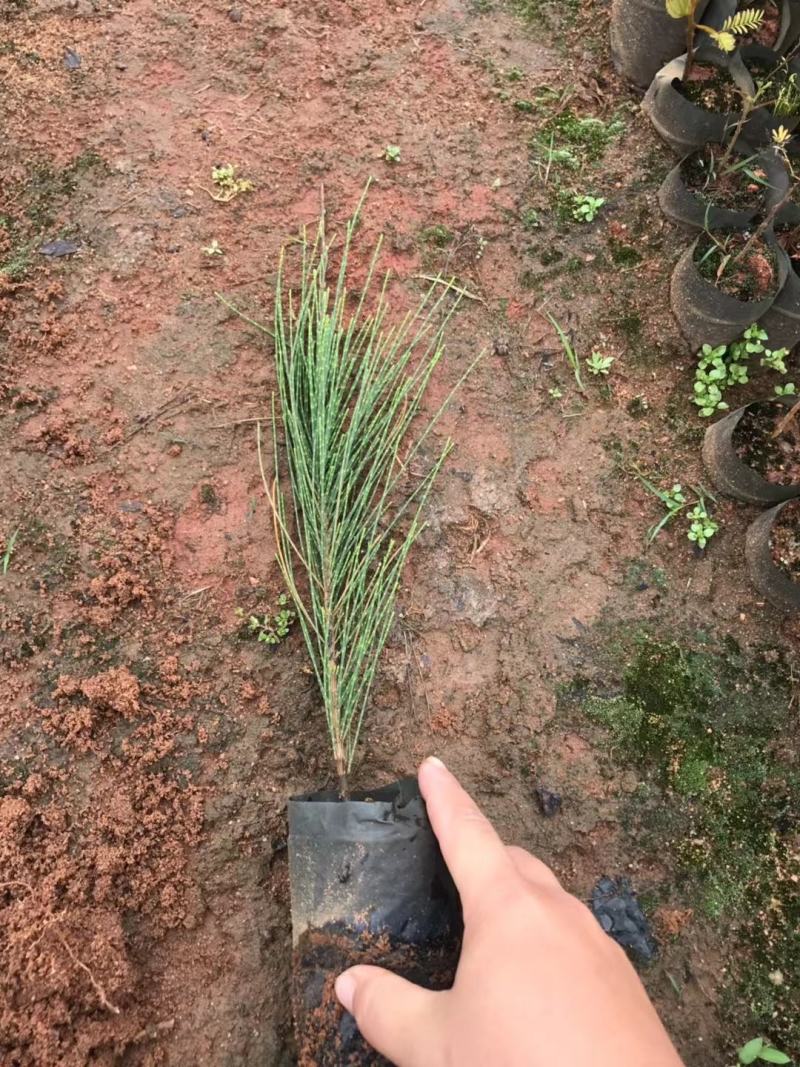 【木麻黄】各种规格福建漳州基地直发欢迎合作洽谈