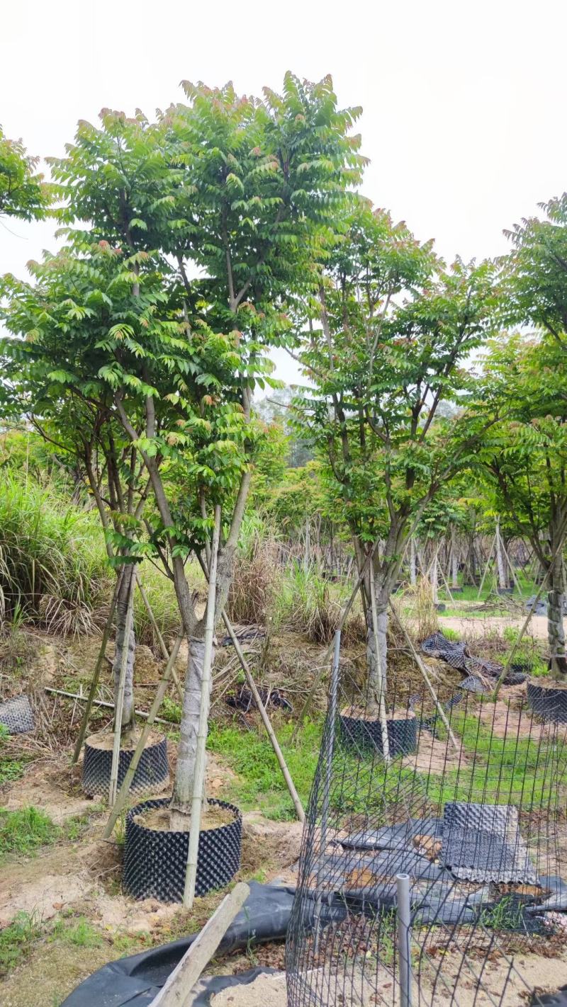 【麻楝】各种规格福建漳州基地直发欢迎合作洽谈