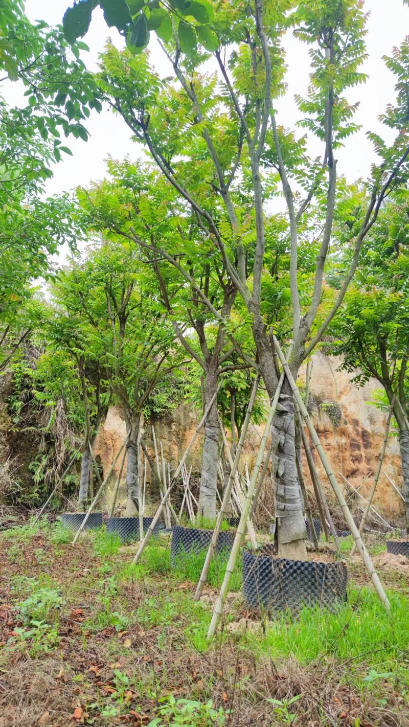 【麻楝】各种规格福建漳州基地直发欢迎合作洽谈