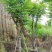 【麻楝】各种规格福建漳州基地直发欢迎合作洽谈