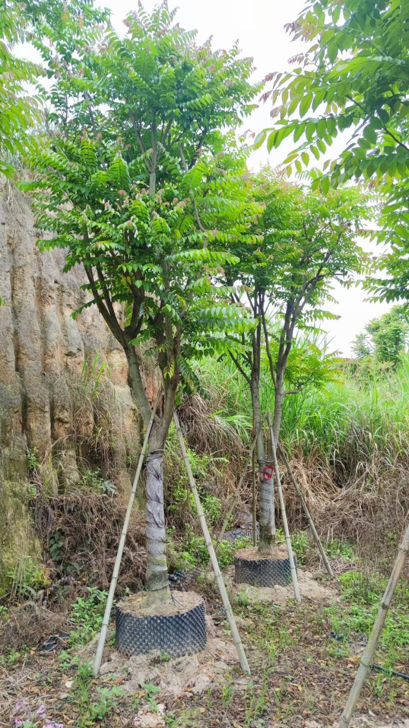【麻楝】各种规格福建漳州基地直发欢迎合作洽谈